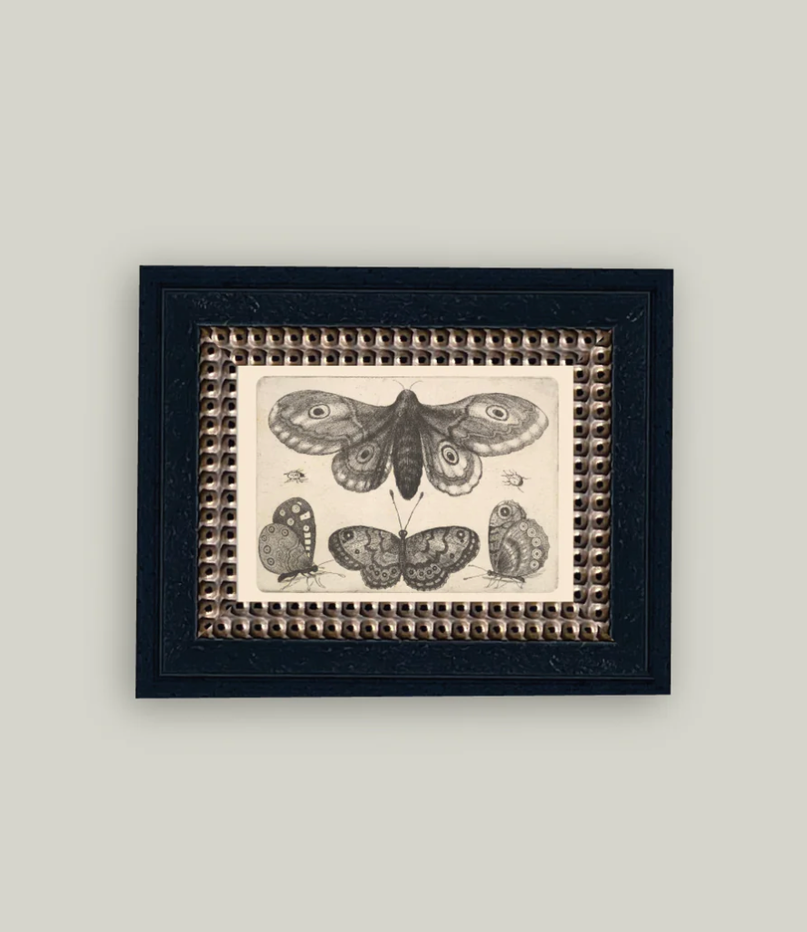 Various Insects Antique Frame Art