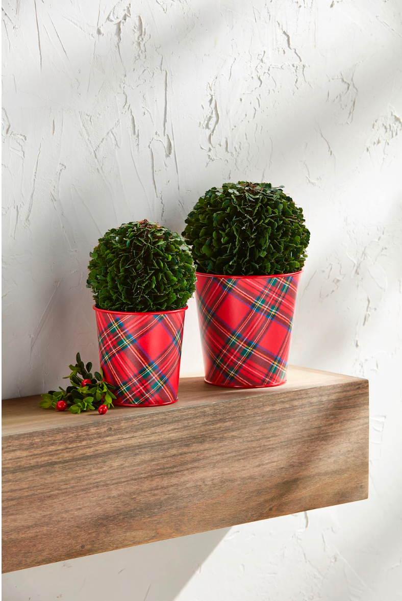 Holiday Boxwood Tartan Pots