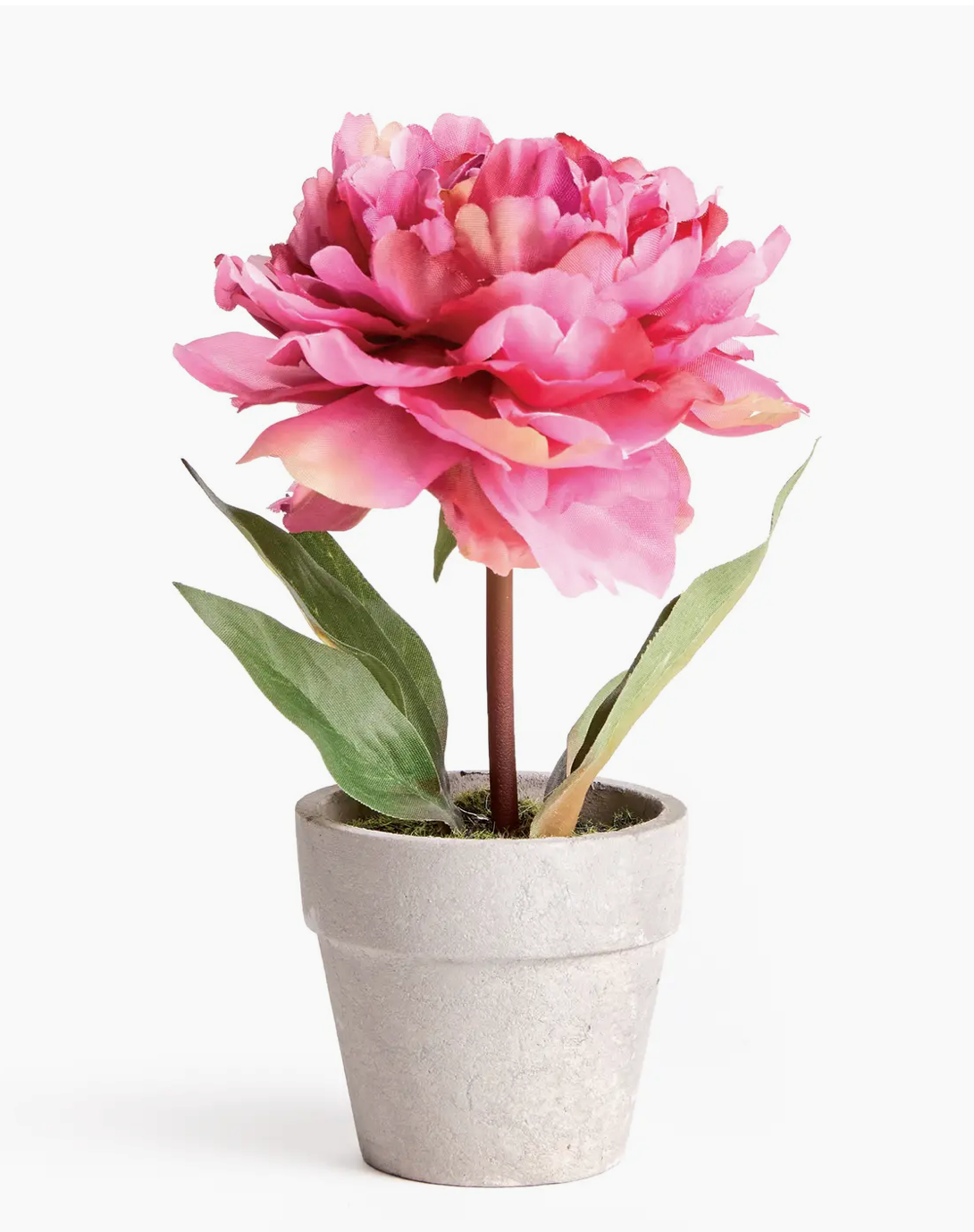 Pink Mini Potted Peony