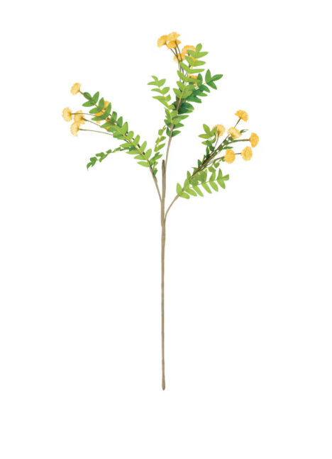 Yellow Acacia Stem