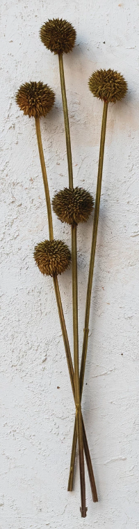 Dried Natural Thistle Bunch