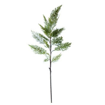 Korean Thuja Branch